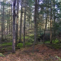 57 acre Cabin Site Bordering State Forest Diana NY images 6
