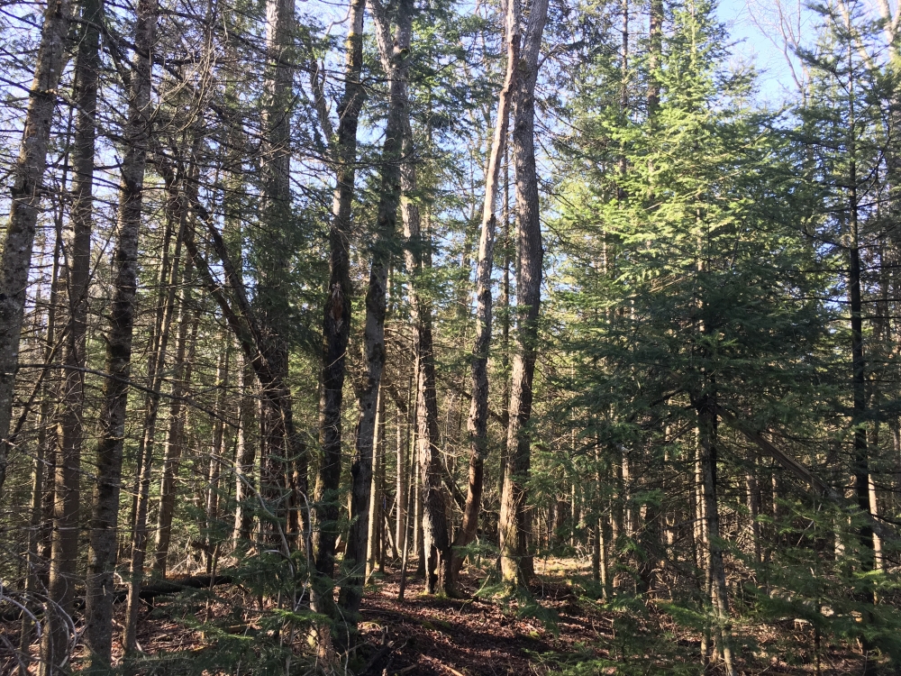 57 acre Cabin Site Bordering State Forest Diana NY featured image