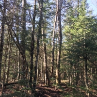 57 acre Cabin Site Bordering State Forest Diana NY