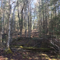 57 acre Cabin Site Bordering State Forest Diana NY images 2