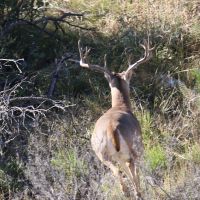 6500 Seasonal Deer Lease in Coke County, Texas