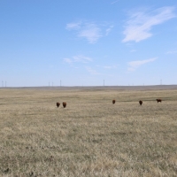 Park Ranch images 5
