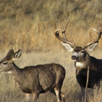 Amerada Divide Ranch images 3