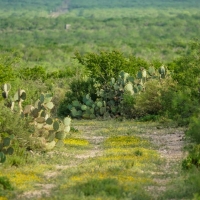 Mi Cancion Ranch images 3