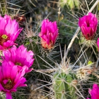 Mi Cancion Ranch images 6