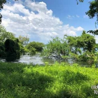 LA - Tensas White Oak Land Corp 202 acre - Share