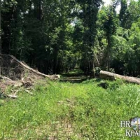 LA - Tensas White Oak Land Corp 202 acre - Share images 4