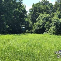 LA - Tensas White Oak Land Corp 202 acre - Share images 5