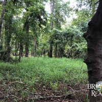 LA - Tensas White Oak Land Corp 202 acre - Share images 6