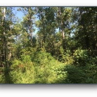 311 Acres in Chickasaw County in Houlka MS images 6