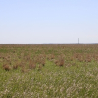 Cheyenne County CRP Pasture images 4