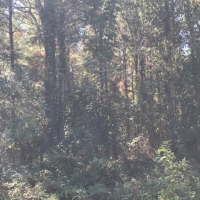 LA - Morehouse CMC Holding LLC 76 acres - images 2