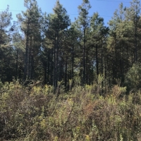 LA - Morehouse CMC Holding LLC 76 acres - images 4