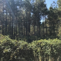 LA - Morehouse CMC Holding LLC 76 acres - images 6