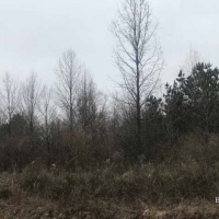 LA - West Carroll Vickery 120 acres -