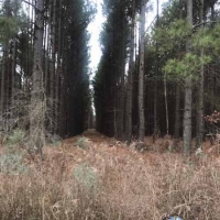 LA - West Carroll Vickery 120 acres - images 2