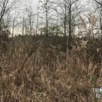 LA - West Carroll Vickery 120 acres - images 4