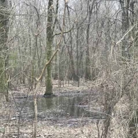 LA - West Carroll Vickery 120 acres - images 5