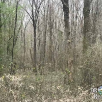 LA - West Carroll Vickery 120 acres - images 6