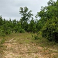 40 Acres in Jefferson Davis County in Prentiss MS images 3