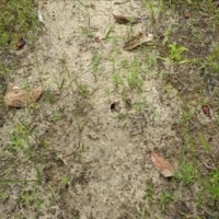 40 Acres in Jefferson Davis County in Prentiss MS images 5