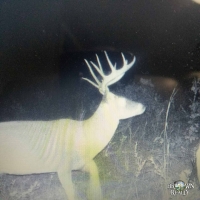 KS - Chatauqua Morton 240 acres -