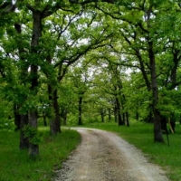 KS - Chatauqua Morton 240 acres - images 3