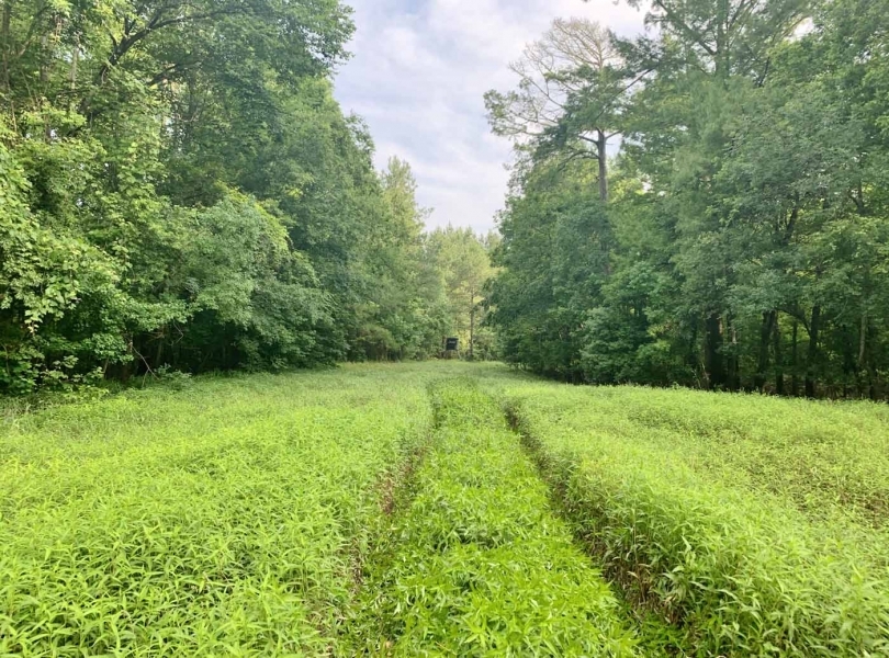Rivers Run Ranch 765 Acres Hunting Timberland for Sale SW MS featured image