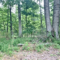 Rivers Run Ranch 765 Acres Hunting Timberland for Sale SW MS images 4