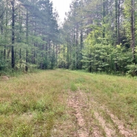 Rivers Run Ranch 765 Acres Hunting Timberland for Sale SW MS images 6