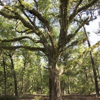Ocklawaha River Preserve - Parcel 13 images 5