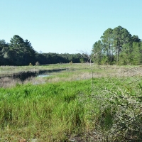 Ocklawaha River Preserve - Parcel 13 images 6