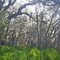 Ocklawaha River Preserve - Parcel 12 images 6