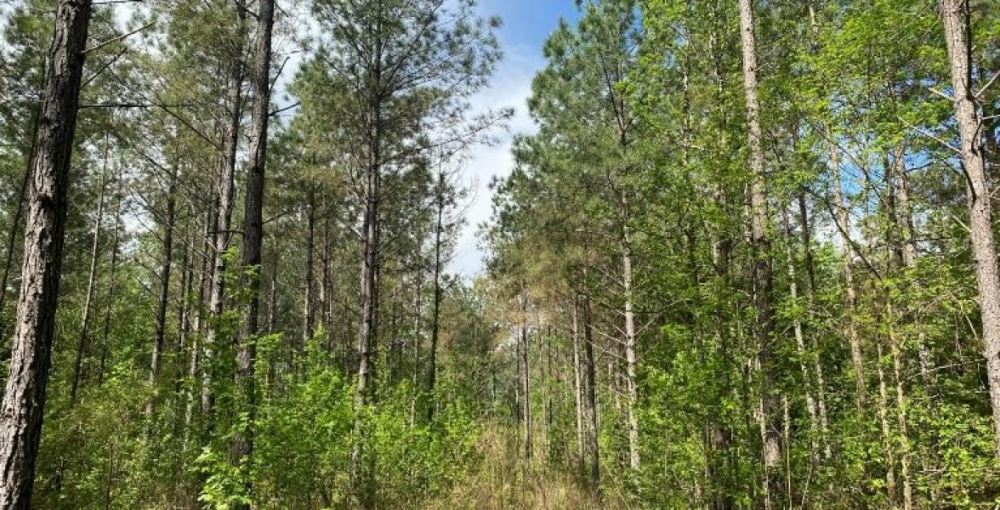 103.5 Acres in Lafayette County in Water Valley MS featured image