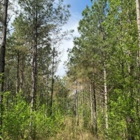 103.5 Acres in Lafayette County in Water Valley MS images 1