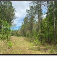 103.5 Acres in Lafayette County in Water Valley MS images 4