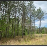 103.5 Acres in Lafayette County in Water Valley MS images 5