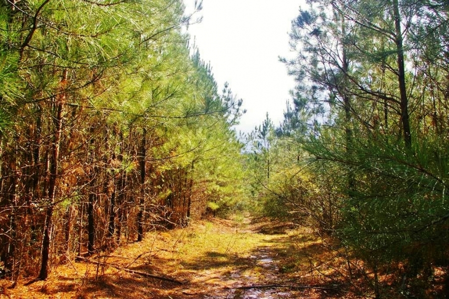 32 Acres Hunting Land Homesite for Sale in SW MS featured image