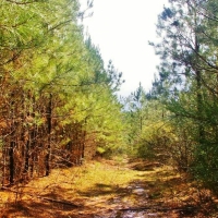 32 Acres Hunting Land Homesite for Sale in SW MS