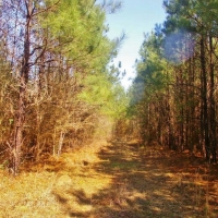 32 Acres Hunting Land Homesite for Sale in SW MS images 3