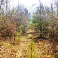 32 Acres Hunting Land Homesite for Sale in SW MS images 5