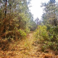 32 Acres Hunting Land Homesite for Sale in SW MS images 6