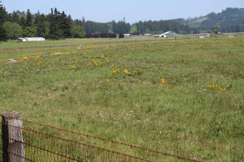 T90 Cattle Ranch featured image