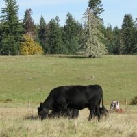 T90 Cattle Ranch images 4