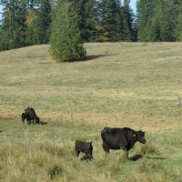 T90 Cattle Ranch images 6