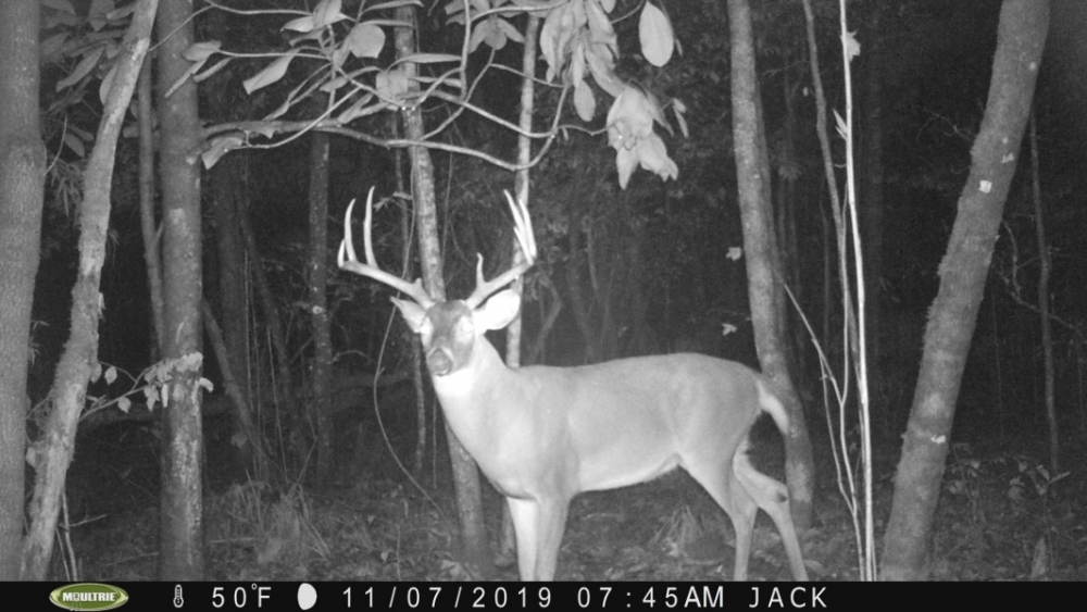 2 Mi. of River Frontage w Big Bucks featured image