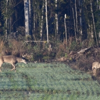 2 Mi. of River Frontage w Big Bucks images 4