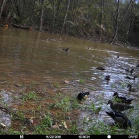 2 Mi. of River Frontage w Big Bucks images 6