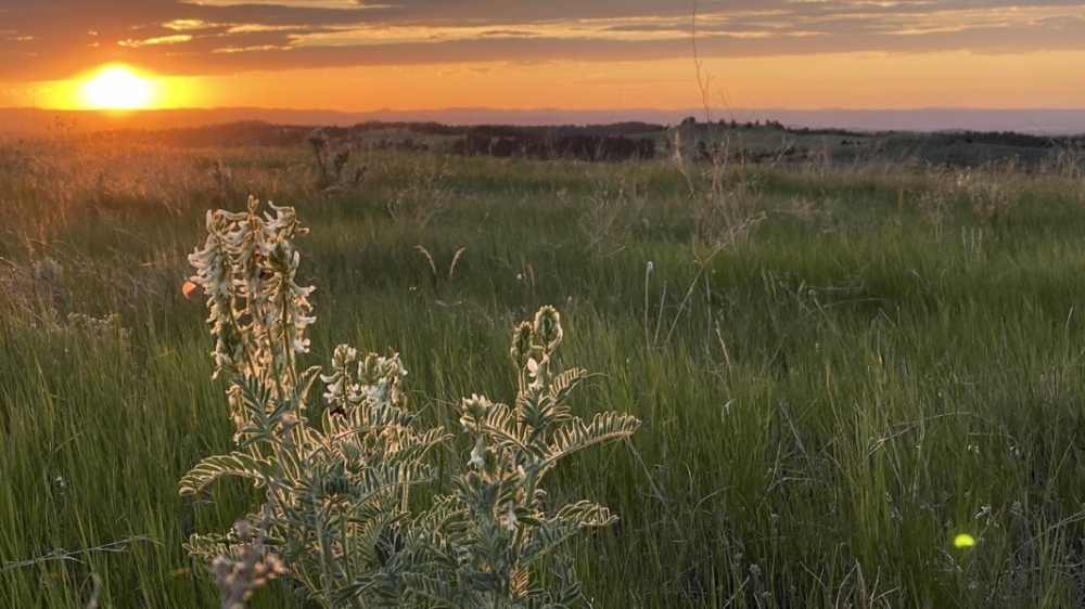 Parker Ranch featured image