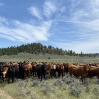 Parker Ranch images 2
